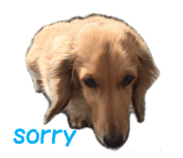 dog dog dog dog sticker #14406576