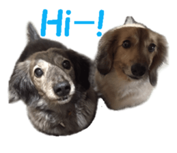 dog dog dog dog sticker #14406578