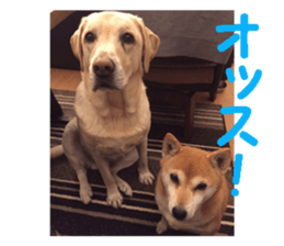 dog dog dog dog sticker #14406579