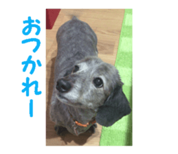 dog dog dog dog sticker #14406580