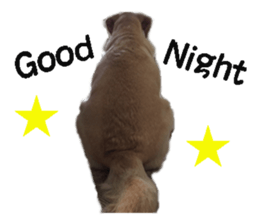 dog dog dog dog sticker #14406581