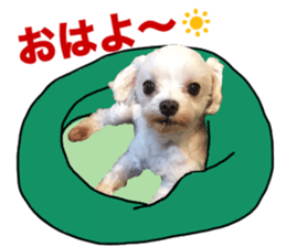 SORA THE MALTESE sticker #14406598