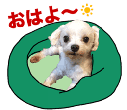 SORA THE MALTESE sticker #14406598