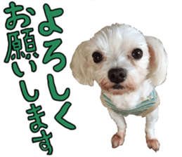 SORA THE MALTESE sticker #14406599