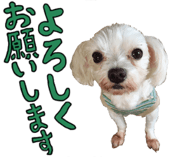 SORA THE MALTESE sticker #14406599