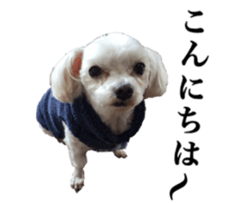 SORA THE MALTESE sticker #14406600