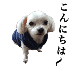 SORA THE MALTESE sticker #14406600