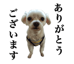 SORA THE MALTESE sticker #14406601