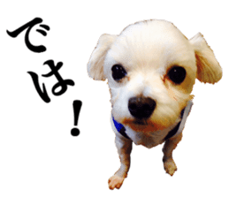 SORA THE MALTESE sticker #14406602