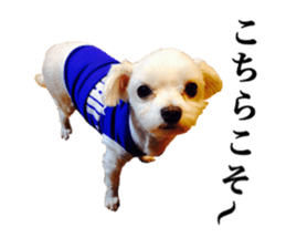 SORA THE MALTESE sticker #14406603