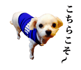 SORA THE MALTESE sticker #14406603