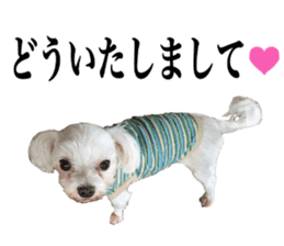 SORA THE MALTESE sticker #14406604