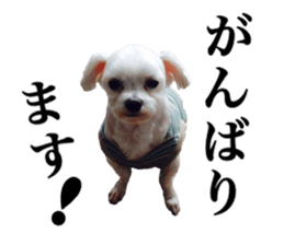 SORA THE MALTESE sticker #14406605