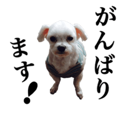 SORA THE MALTESE sticker #14406605