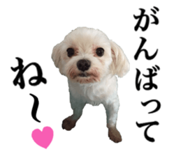 SORA THE MALTESE sticker #14406606