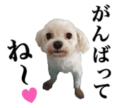 SORA THE MALTESE sticker #14406606