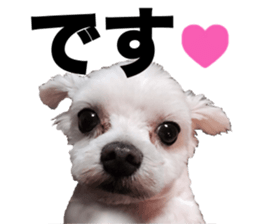 SORA THE MALTESE sticker #14406607