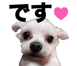 SORA THE MALTESE sticker #14406607