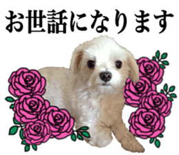 SORA THE MALTESE sticker #14406608