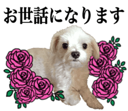 SORA THE MALTESE sticker #14406608