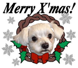 SORA THE MALTESE sticker #14406609