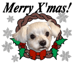 SORA THE MALTESE sticker #14406609