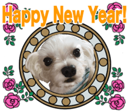 SORA THE MALTESE sticker #14406610