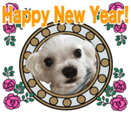 SORA THE MALTESE sticker #14406610