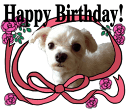 SORA THE MALTESE sticker #14406611