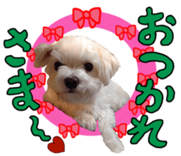 SORA THE MALTESE sticker #14406616