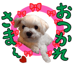 SORA THE MALTESE sticker #14406616