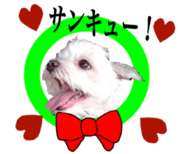 SORA THE MALTESE sticker #14406620