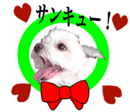 SORA THE MALTESE sticker #14406620