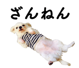 SORA THE MALTESE sticker #14406621