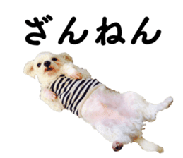 SORA THE MALTESE sticker #14406621