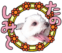 SORA THE MALTESE sticker #14406630