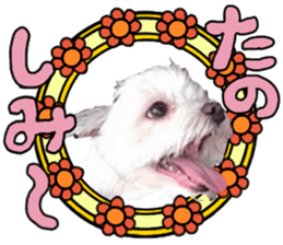 SORA THE MALTESE sticker #14406630
