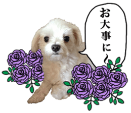 SORA THE MALTESE sticker #14406633
