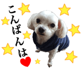 SORA THE MALTESE sticker #14406635