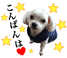 SORA THE MALTESE sticker #14406635