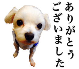 SORA THE MALTESE sticker #14406637