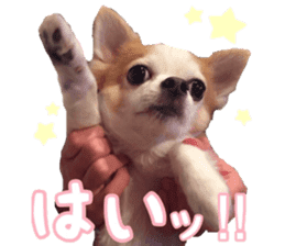 Lovery Chihuahua's SANTA sticker #14408366