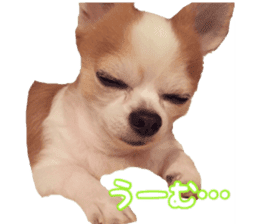 Lovery Chihuahua's SANTA sticker #14408367