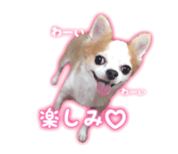 Lovery Chihuahua's SANTA sticker #14408368