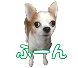 Lovery Chihuahua's SANTA sticker #14408370