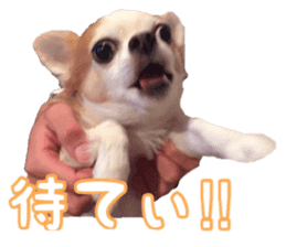 Lovery Chihuahua's SANTA sticker #14408371
