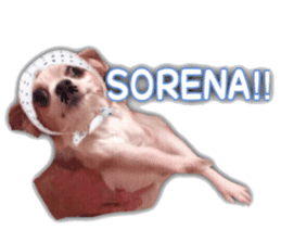 Lovery Chihuahua's SANTA sticker #14408372