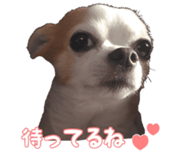 Lovery Chihuahua's SANTA sticker #14408378