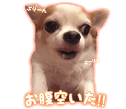 Lovery Chihuahua's SANTA sticker #14408380