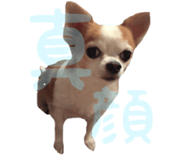 Lovery Chihuahua's SANTA sticker #14408383